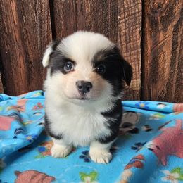 Frasier (Mossie) - Black and tan male Pembroke Welsh Corgi puppy in Castle Rock, Washington from Heckman Corgis