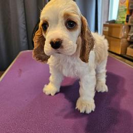 Aerial - Red and white female Cocker Spaniel puppy in New Riegel, Ohio from Riegelz Cockers