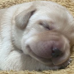 Boy 3 - male Labrador Retriever puppy in Colorado from Green Mountain Labradors
