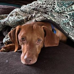 Vizsla All Grown Up from CMF Vizslas