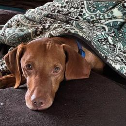 Vizsla All Grown Up from CMF Vizslas