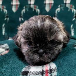 Ember - Brindle female Shih Tzu puppy in Glenmont, Ohio from Reed Ranch Shih-tzus