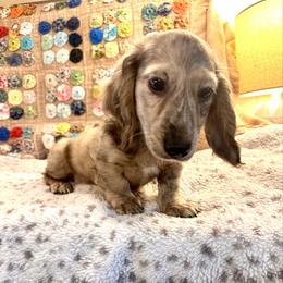 Quicksilver - Dapple male Dachshund puppy in Hensley, Arkansas from The Dachshund Barn