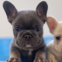 Pearl (White) - White French Bulldog puppy in Jacksonville, Florida from IB Kennels