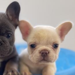 Pearl (White) - White French Bulldog puppy in Jacksonville, Florida from IB Kennels