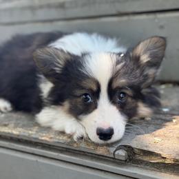 Jr (fluffy) - Black and tan male American Corgi puppy in East Oakdale, California from Rhettro Kennels