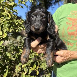 Milky Way - Brindle male Dachshund puppy in Norco, California from Norco dachshunds