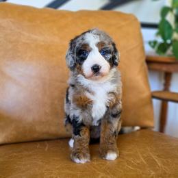 Fig - Blue merle female Bernedoodle puppy in Moses Lake, Washington from Macy Meadows Doodles