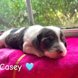 Casey - Piebald male Dachshund puppy in Aiken, South Carolina from State Eight Dachshunds