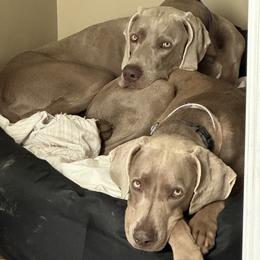 Weimaraner puppies from JK Silver Weimaraners