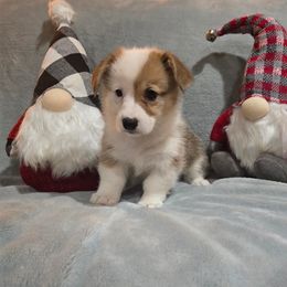 No Collar Female - Red female Pembroke Welsh Corgi puppy in Tenino, Washington from LoneStar Corgis NW