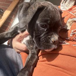Blue - Brindle female Boxer puppy in Charleroi, Pennsylvania from KC’s Boxers