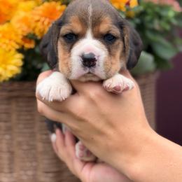 AKC Tigger - Black tan and white male Beagle puppy in Chillicothe, Missouri from Tymber Lake Beagles