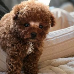 Clarisse - Red female Maltipoo puppy in San Diego, California from Maltipoos SD