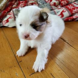 Dash - Tri-colored male Pomeranian puppy in Bellevue, Iowa from Fluffy Wonders Poms and Doodles