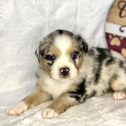 Blue Merle Female - Blue merle Miniature Australian Shepherd puppy in Cusick, Washington from Dry Ridge Miniature Australian Shepherds