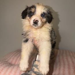Pastel - Blue merle female Australian Shepherd puppy in Anniston, Alabama from All Hale Aussies
