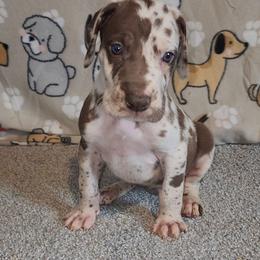 Lincoln - Harlequin male Great Dane puppy in Walker, Louisiana from La Rebel Danes