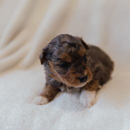 Rachel - Blue merle female Aussiedoodle puppy in Orleans, Indiana from Mae Blossom Puppies