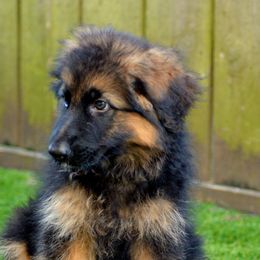 German Shepherd Puppies from Vom Cronje Haus German Shepherds