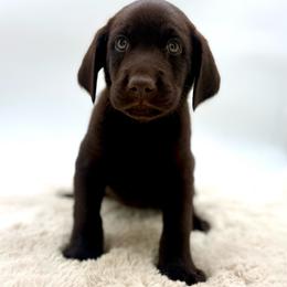 Boy 1 - Chocolate male Labrador Retriever puppy in San Diego County, California from Travis’ Chocolate Labradors