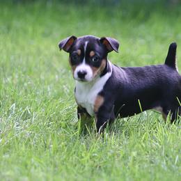 Rat Terrier Puppies from Walnut Acre Decker Terrier and ODT