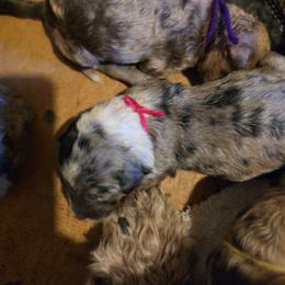 Pistachio - Blue merle female Aussiedoodle puppy in Lithia, Florida from Waterford Doodle Farm