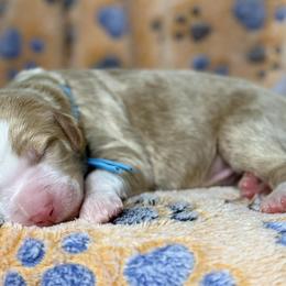 Blue - Red male Bernedoodle puppy in Yuciapa, California from AlltheDoodlez_