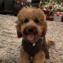 Piper - Goldendoodle