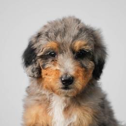 Alpine - Merle female Bernedoodle puppy in Glendale, Arizona from Arizona Bernedoodles