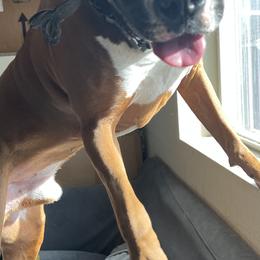 Boxers from Brown Cove boxers