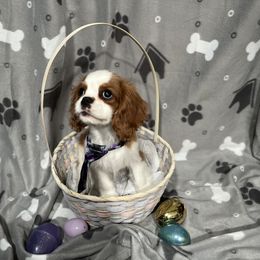 Jerry - Cavalier King Charles Spaniel puppy in Huntertown, Indiana from Royal Heirs