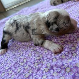 River - Red merle male Miniature American Shepherd puppy in Iota, Louisiana from Southern L Aussies