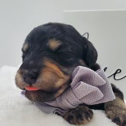 Mr. Gray - Black and tan male Schnoodle puppy in Leitchfield, Kentucky from Eveleigh Acres Puppies