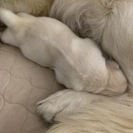 Cream Boy 2 - Light golden male Golden Retriever puppy in Sun City, California from Benjamin Irving Goldens