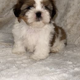 Shih Tzu Puppies from Our ShihTzu Family