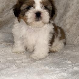 Shih Tzu Puppies from Our ShihTzu Family