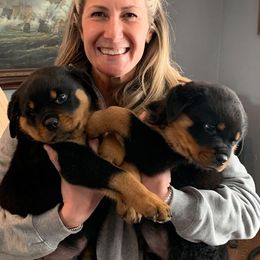 Rottweiler Puppies from Medieval Rottweilers