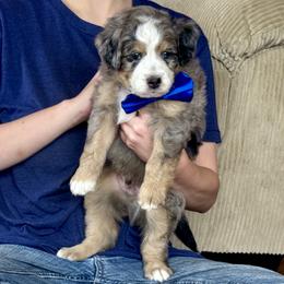 Azurite - Tri-color male Bernedoodle puppy in Roy, Utah from Doodles are Amazing