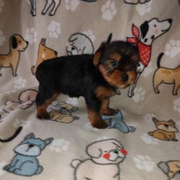 Bella - Black and tan female Yorkshire Terrier puppy in Lapeer, Michigan from Puppy Kisses