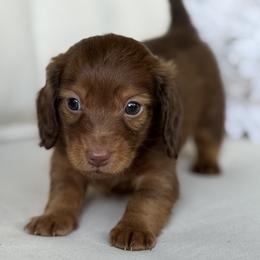 Bourbon - Red male Dachshund puppy in Bentonville, Arkansas from Boujee Buns Dachshunds