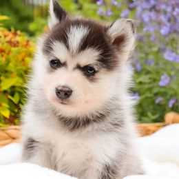 Queso - (Mint color collar) - Black and white male Pomsky puppy in Spring City, Pennsylvania from Pomsky Power Puppies