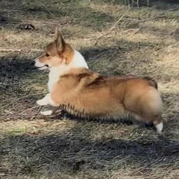 Winnie - Pembroke Welsh Corgi