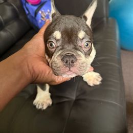Cesar - Tricolors male French Bulldog puppy in Middletown, Rhode Island from Royal Frenchies LLC