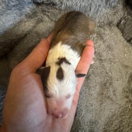 Zoey - Sable and white female Shetland Sheepdog puppy in Mi   Clarkston, Michigan from Heslip Family Puppies