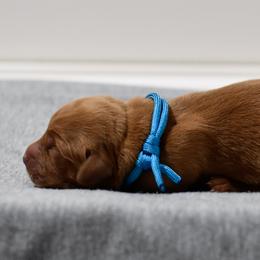 Melon - Dark golden male Golden Retriever puppy in Strawberry Plains, Tennessee from Origins Goldens