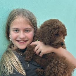 Prancer - Red  Poodle puppy in Jensen Beach, Florida from Pineapple Poodles