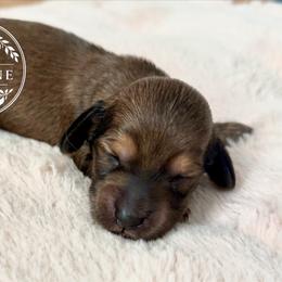 Sterling - Cream male Dachshund puppy in Edmond, Oklahoma from Mini Browne Dachshunds