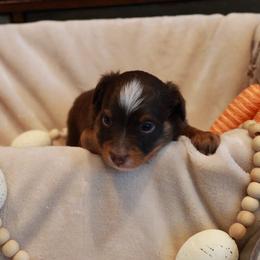 River - Red tri male Toy Australian Shepherd puppy in Albia, Iowa from J Bar M Toy and Mini Aussies