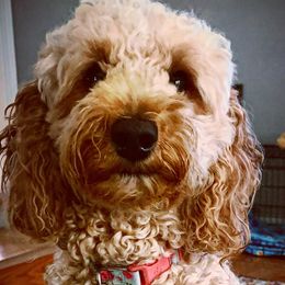 Goldendoodles from KN Mini Goldendoodles